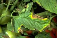 Bacterial Canker on a tomato leaf - St. Clare Heirloom Seeds