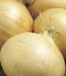 Walla Walla Onion - St. Clare Heirloom Seeds