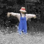 A scarecrow in the farmers field. - St. Clare Heirloom Seeds