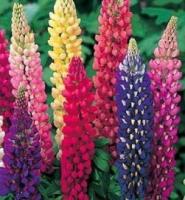 Russell Lupine Flower - St. Clare Heirloom Seeds
