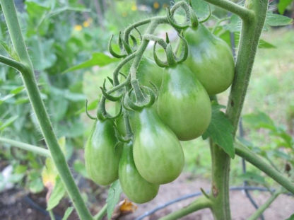 Tomato, Cherry - Yellow Pear Immature Fruit - Photo credit Robert Duval - St. Clare Heirloom Seeds