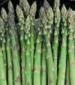 Mary Washington Improved Asparagus - St. Clare Heirloom Seeds