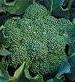 organic-green-sprouting-calabrese-broccoli