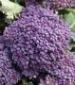 Purple Sprouting Broccoli - St. Clare Heirloom Seeds