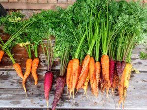 Heirloom Carrots - St. Clare Heirloom Seeds