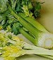 Golden Self Blanche Celery - St. Clare Heirloom Seeds