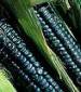 Black Aztec Corn - St. Clare Heirloom Seeds
