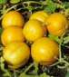 Lemon Cucumber - St. Clare Heirloom Seeds