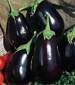 Black Beauty Eggplant - St. Clare Heirloom Seeds