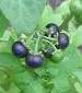 Garden Huckleberry Seeds - St. Clare Heirloom Seeds