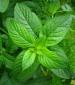 Peppermint Herb - St. Clare Heirloom Seeds