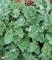 Kale - Vates Dwarf Blue Curled - St. Clare Heirloom Seeds