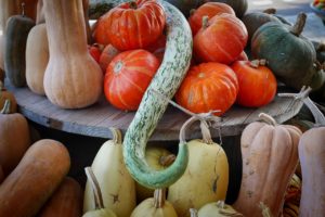 Heirloom Squash varieties in fall setting. - St. Clare Heirloom Seeds