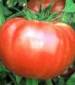 Brandywine Red Tomato - St. Clare Heirloom Seeds