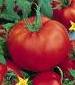 Delicious Tomato - St. Clare Heirloom Seeds