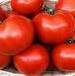Floradade Tomato - St. Clare Heirloom Seeds