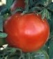 Bonnie Best Tomato - St. Clare Heirloom Seeds