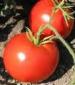 Box Car Willie Tomato - St. Clare Heirloom Seeds