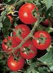 Organic Chadwick's Cherry Tomato - St. Clare Heirloom Seeds