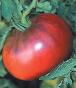 Druzba Tomato - St. Clare Heirloom Seeds