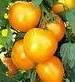 Golden Jubilee Tomato - St. Clare Heirloom Seeds