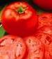 Homestead Tomato - St. Clare Heirloom Seeds