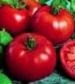 Siberian Tomato - St. Clare Heirloom Seeds