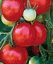 Stupice Tomato - St. Clare Heirloom Seeds