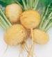 Golden Ball Turnip - St. Clare Heirloom Seeds