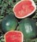 Black Diamond Watermelon - St. Clare Heirloom Seeds