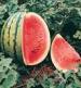 Crimson Sweet Watermelon - St. Clare Heirloom Seeds
