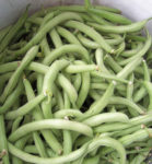 Bean, Bush Snap - Organic Contender - St. Clare Heirloom Seeds