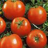 Organic Beefsteak Tomato - St. Clare Heirloom Seeds