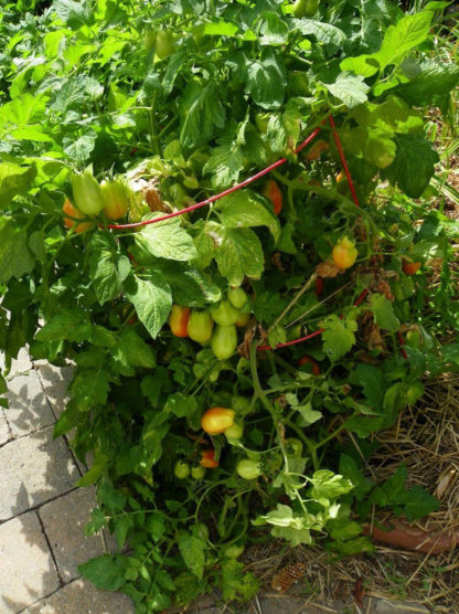 Tomato, Paste - Organic Roma - St. Clare Heirloom Seeds