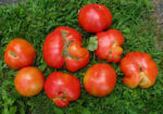 Tomato, Red - Organic Beefsteak - St. Clare Heirloom Seeds