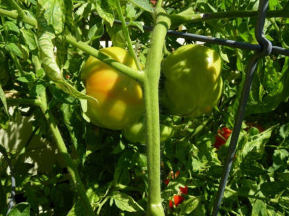 Tomato, Red - Organic Beefsteak Immature Fruit - St. Clare Heirloom Seeds