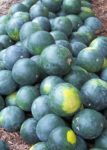 Watermelon - Organic Sugar Baby - St. Clare Heirloom Seeds