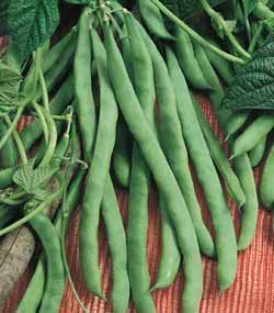 Bean, Pole - Kentucky Wonder - St. Clare Heirloom Seeds