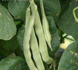 Bean, Pole - Organic Kentucky Wonder - St. Clare Heirloom Seeds