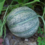 Cantaloupe - Hearts of Gold - St. Clare Heirloom Seeds