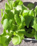 Lettuce - Organic Buttercrunch - St. Clare Heirloom Seeds
