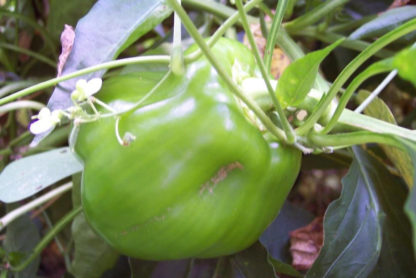 Pepper, Sweet - Organic California Wonder - St. Clare Heirloom Seeds