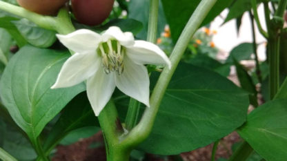 Pepper, Sweet - Organic California Wonder Blossom - St. Clare Heirloom Seeds