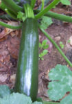 Organic Black Beauty Zucchini Seeds - St. Clare Heirloom Seeds