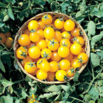 Tomato, Cherry - Golden Nugget - St. Clare Heirloom Seeds