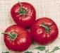 Mule Team Tomato - St. Clare Heirloom Seeds