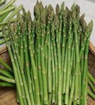 Asparagus - Mary Washington - St. Clare Heirloom Seeds