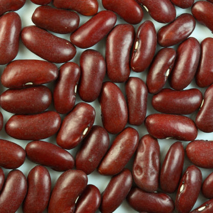 Bean, Dry - Dark Red Kidney - Photo Credit: Sanjay Acharya - St. Clare Heirloom Seeds