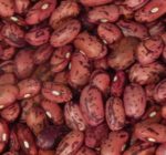 Vermont Cranberry Bean - St. Clare Heirloom Seeds