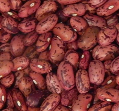 Vermont Cranberry Bean - St. Clare Heirloom Seeds